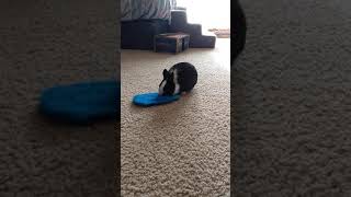 Bugzy playing with the grooming mitt lol