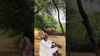 old age man camels owner #shorts  #shortvideo  #youtubeshorts