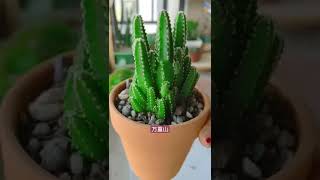 So amazing succulent Diy #1