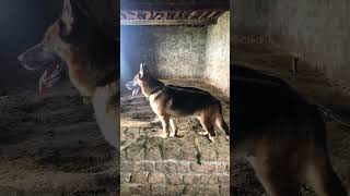 #germanshepherd  #subscribe #nationalpark #cammy #natgeo 🔥 #viralvideo  #viraldogsvideos