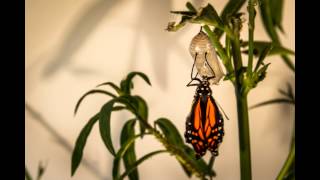 butterfly emerging