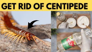 Centipede Free Living How to Naturally Get Rid of House Centipedes in Your Basement, Bed, and Bathro