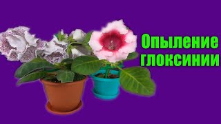 Опыление и получение семян глоксинии - очень просто