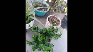 گھر 🏡 کی چھت پر خوبصورت باغیچہ/ پودے اور سبزیاں🌹🥀🌷☘️🍅🍅🍋🌶️