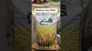 Wheat seed Bhakkar Star 2024 for Sowing season | properties and benefits | Evyol group | Kissan Ghar