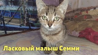 Ищем дом выброшенному малышу СЕММИ - спокойному и доброму котенку!!! Любящее сердце - отзовись!