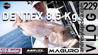 DENTEX 8,5 KG SLOW TROLLING