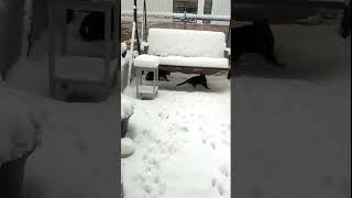 Cats and snow #catshorts #cats #cat  #funnycat #kitten