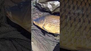 Big carp caught! #shorts #fishing #carpy #fish #carping #carp #bigcarp #yes #freshwaterfish