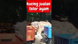 ANAK KUCING JUALAN TELUR 1 TRUK #shorts #kucing #trukoleng #trending #truk