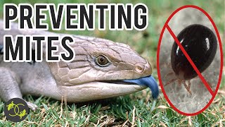 How To Prevent Mites in Reptiles - Cookies Critters