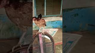 HEIGH FLYER ASEEL WITH KADAKNATH CHICK #viral #shortsfunny