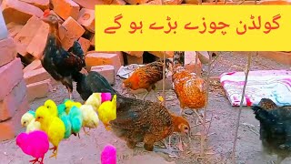 Mini Zoo k animal check kro