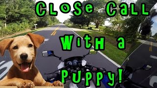 Clip: Close call with a puppy on my motorcycle today in St. Cloud, Florida. Kawasaki Ninja 250