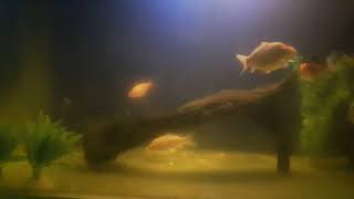 Koi in tank growing over the winter plus one fancy goldfish in 60 gallon aquarium