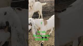 Masha Allah extreme quality male goat kid for sale #shortvideo #vairal #babygoats