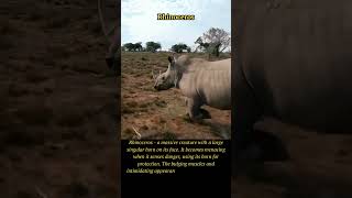 Majestic Rhinoceros: A Closer Look at Earth's Giants