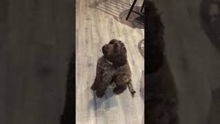 Cockapoo refuses to eat snacks