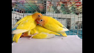 parrot talking mithu | mithu mithu | parrot romance | parrot voice video | Animals Time