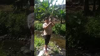 Mancing wader kepek besar spot indah #mancing #microfhising #fishing