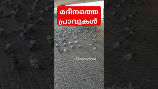 pigeon in madeena #shortviral #shortsvideo #shorts #short #youtubeshorts #pigeon #madeena