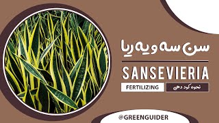 سانسوریا - بهترین کود برای گل و گیاهان آپارتمانی