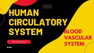 Human circulatory system|Circulation in human| BASICS|Blood vessels involved in circulation|