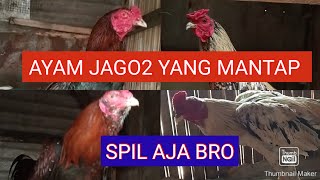 REVIEW AYAM JAGO MANTAP