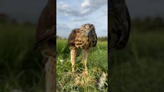 Falcon Hunting #birds #falcons #shorts #wildlife