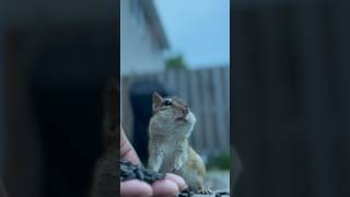 Chipmunk Friend🐿️Day2! #chipmunk #chippara #cuteanimals #しまりす #かわいい #paradise #癒し