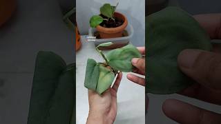 Propagate Scindapsus Indoor Plant from Cuttings in Leca - Scindapsus Platinum