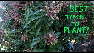 Best Time To Plant Your Tree | Check Out My Fruit Punch Mango!