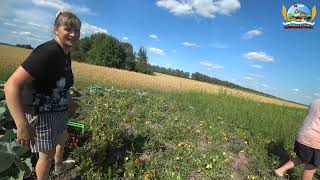 Воры в огороде и на #поле)) первый день отпуска