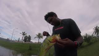 Peacock and Largemouth Bass in the same Pond?  Only in Miami