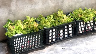 #76 Surprise with the easiest way to grow lettuce