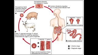 Phylum Platyhelminthes Part 03 I Life Cycle of Taenia solium I ANIMAL KINGDOM Lecture 13 I NEET BIO