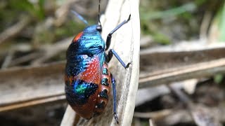 AwA Ground Shield Bugs (Choerocoris paganus)