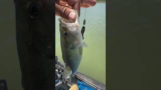 Este señuelo de pesca  salió bueno