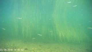 Fischfauna Feldkirchener Aue 2018 0823 143905 021