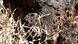 Gunther Racer snake eating a lizard at Kalsubai range Maharashtra