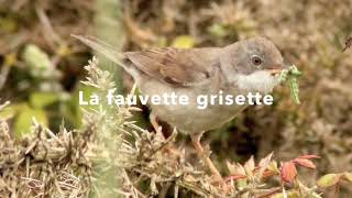 La fauvette grisette