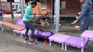 Great Dane Freyja epic leap