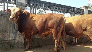 DEAL 33 JUTA‼️LIMOUSIN CROS JUMBO PAGI INI | Senin 22 Jul 2024 | Pasar Sapi Kerek