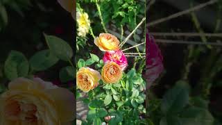 Роза Розоман Жанон  #красивыерозы #розы #красивыерозы #розы #garden #розыосенью #gardenrose #flowers