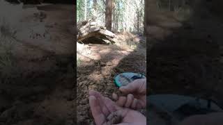 Metal detecting patches of gold nuggets #goldfields #gold #treasures (Episode 153 full video)