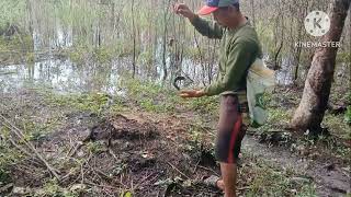 Panen ikan di rawa hasilnya luar biasa‼️