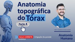 AULA CORRETA - Anatomia do tórax parte 4 - Irrigação da parede torácica