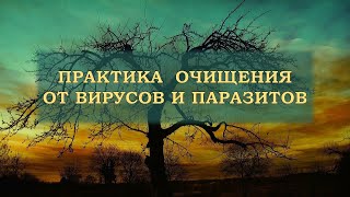 Простая практика очищения организма от паразитов и вирусов.