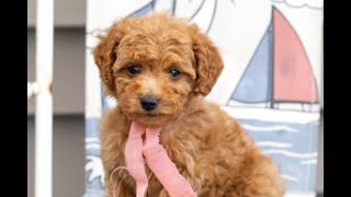 Mini Goldendoodle Puppies for Sale