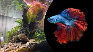 70L Dennerle Scapers Tank Asian Peninsula Episode 2: Planting & Adding Fish